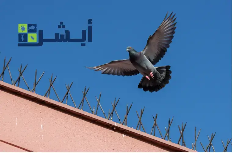 تركيب شبك طارد الحمام