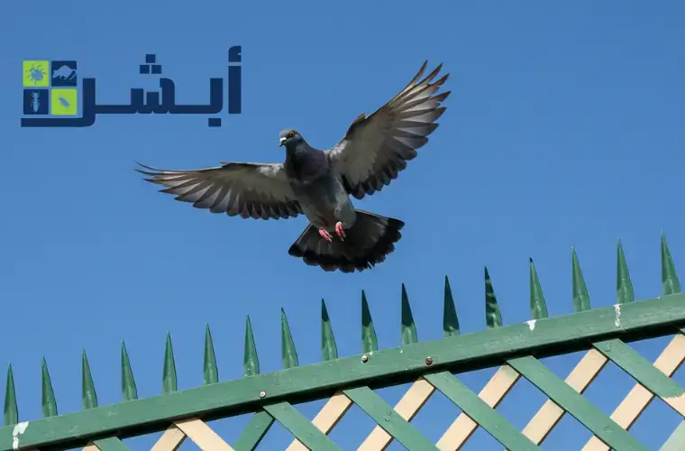 طرد الحمام