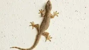 مكافحة البرص