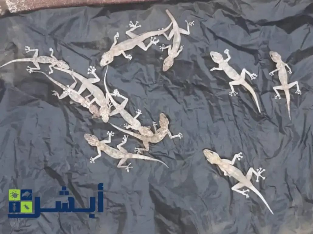 مكافحة الوزغ