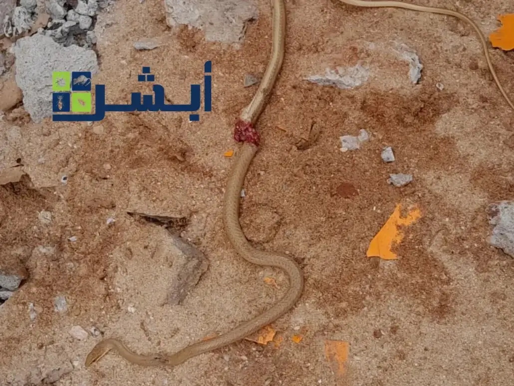 اصطياد الثعابين