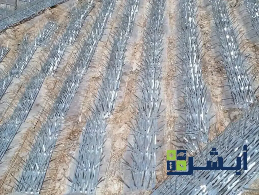 شركة طارد الحمام