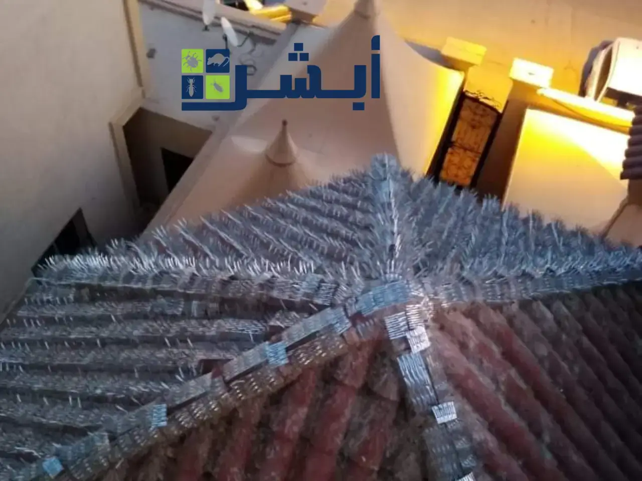 شركة مكافحة الحمام