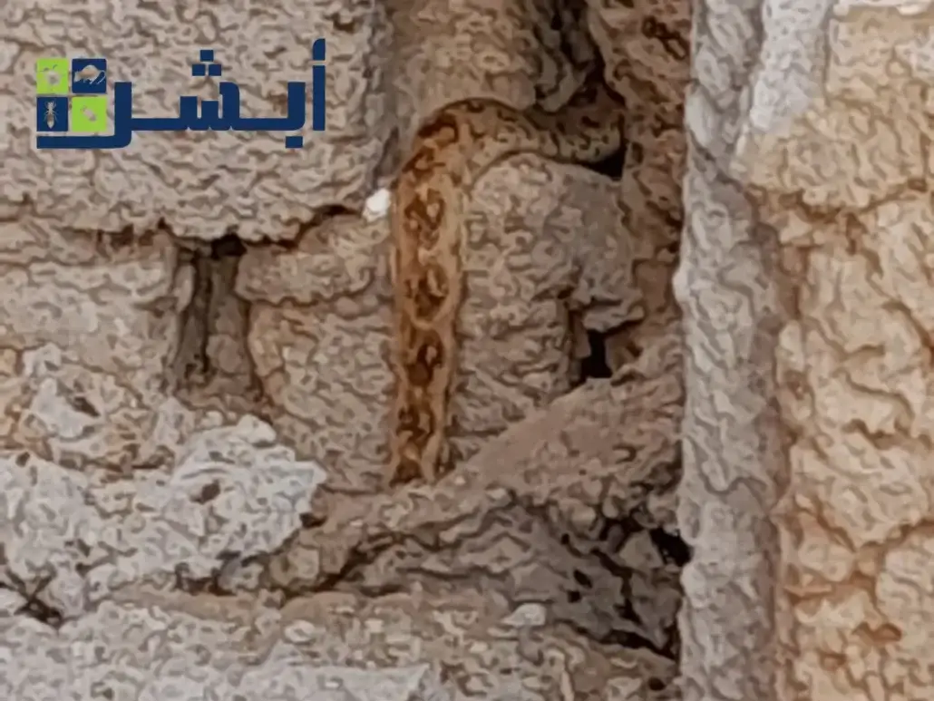 صيد الثعبان