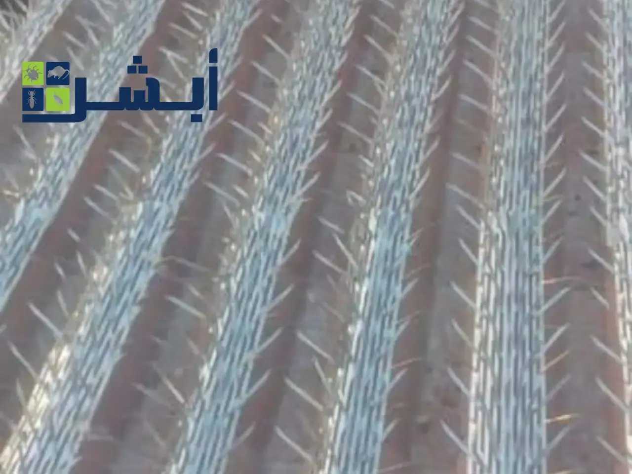 طرد الحمام من الاسطح